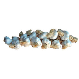 Garlic Short String