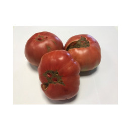 Organic Feo de Tudela Tomato per/kg