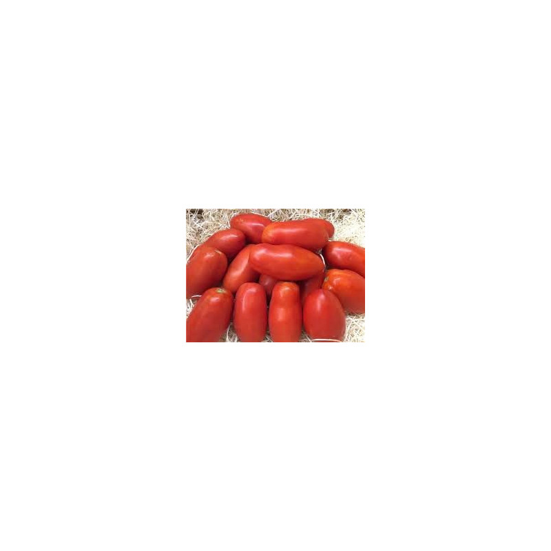 Pera Tomato per/kg Pera Tomato per/kg