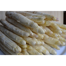 Asparagus white fresh per/kg